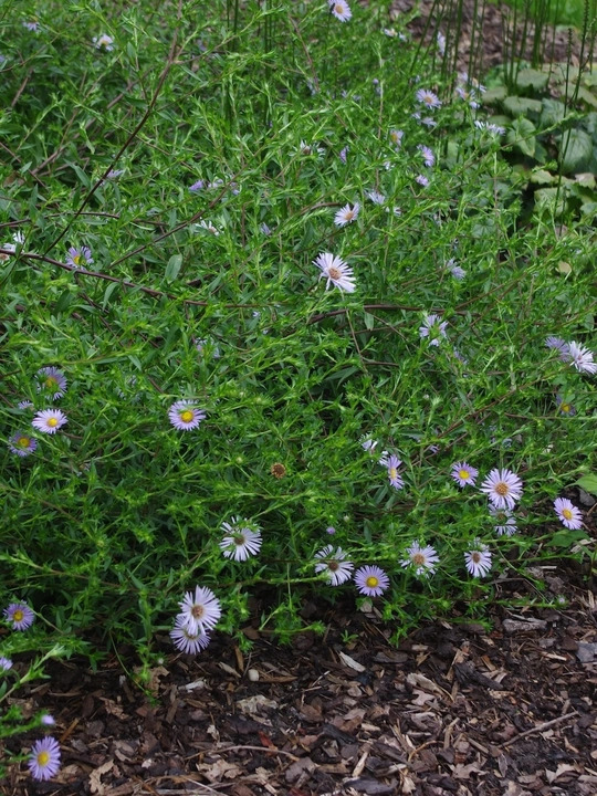 Symphyotrichum puniceum