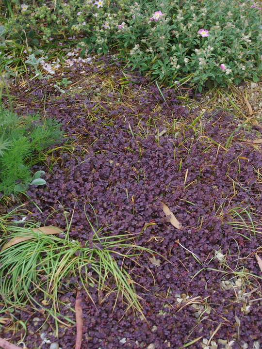 Acaena inermis 'Purpurea'