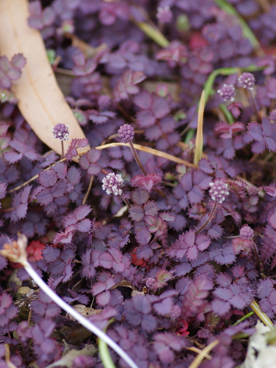 Acaena inermis 'Purpurea'