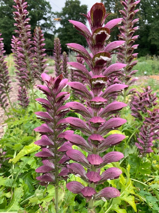 Acanthus 'Colin's Folly'