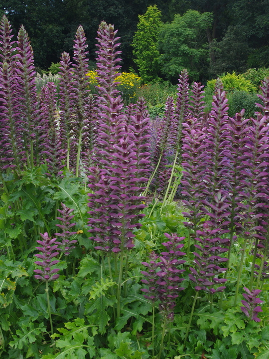 Acanthus 'Colin's Folly'