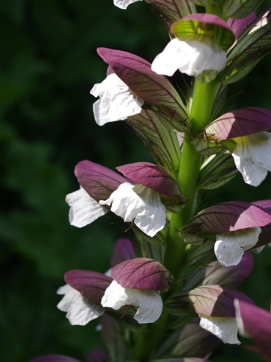 Acanthus mollis