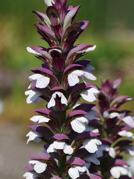 Acanthus mollis