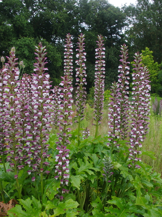 Acanthus mollis