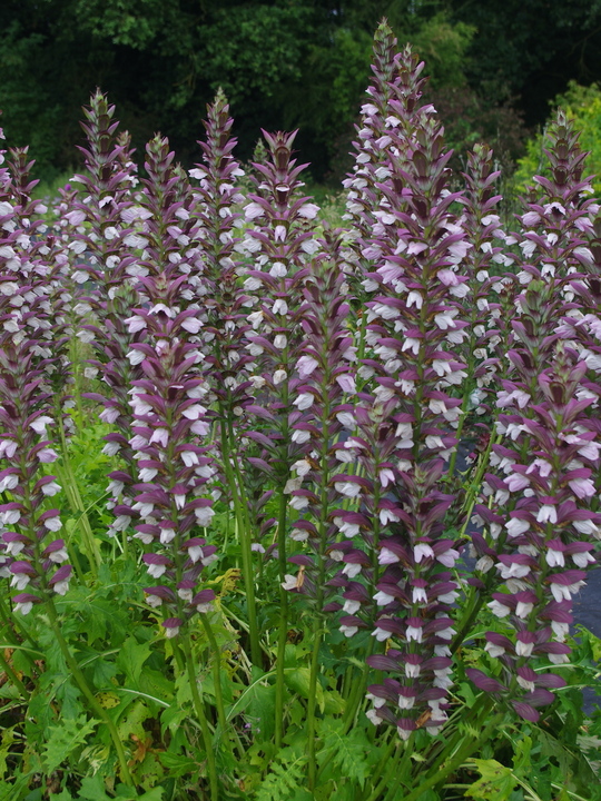 Acanthus 'Morning's Candle'