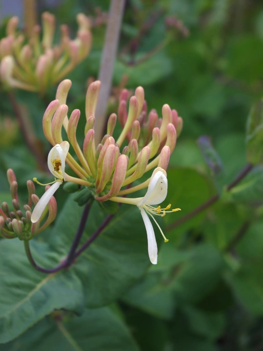 Lonicera etrusca 'Michael Rosse'