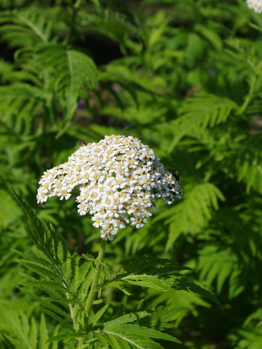 Achillea chrysocoma 'Grandiflora'