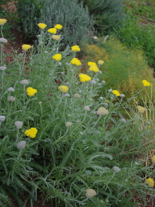 Achillea Coarctata Beth Chatto S Plants Gardens