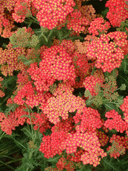 Achillea 'Fanal'
