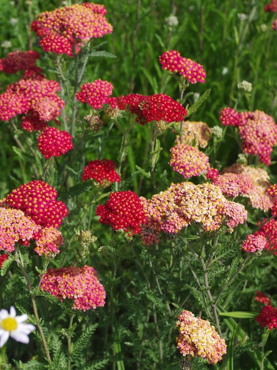 Achillea 'Fanal'