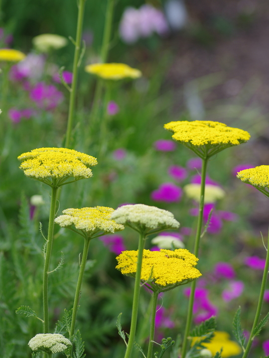 Achillea filipendulina 'Gold Plate'