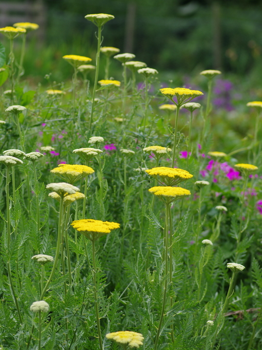 Achillea filipendulina 'Gold Plate'