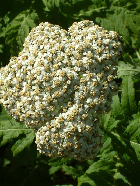 Achillea chrysocoma 'Grandiflora'