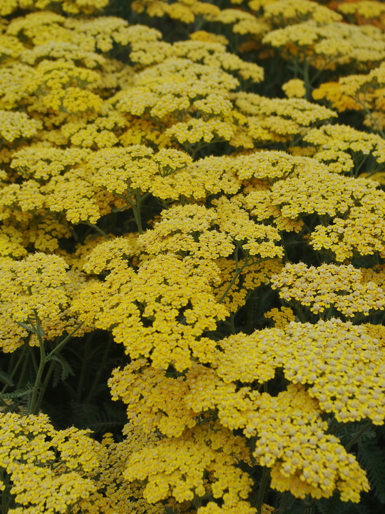 Achillea 'Inca Gold'