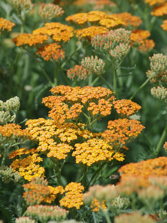 Achillea 'Inca Gold'