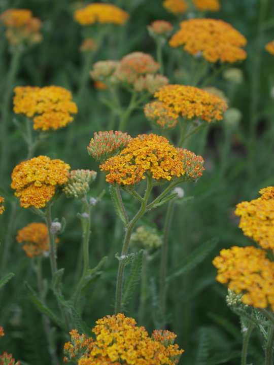 Achillea 'Inca Gold'