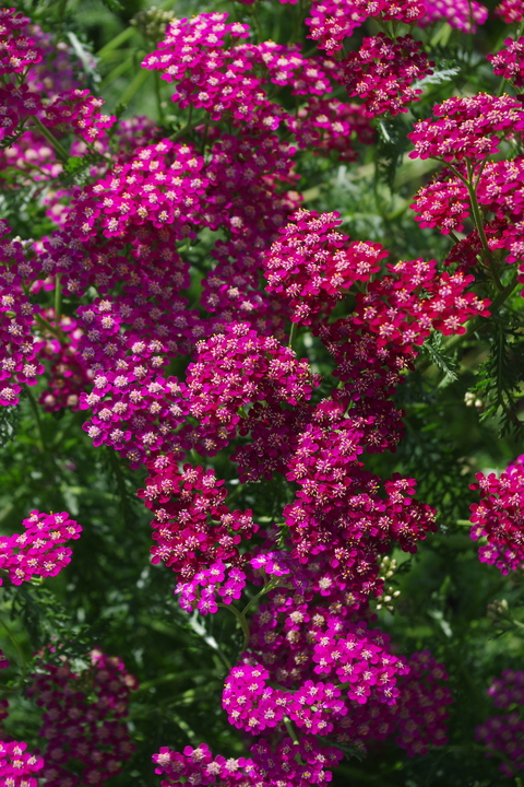 Graines D'Achillée 'Cerise Queen' - 200 Graines - Fleur Rose Vivace Pour Jardin Et Massifs