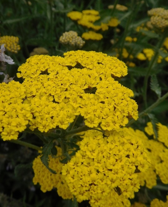 Achillea 'Moonshine' - Beth Chatto's Plants & Gardens