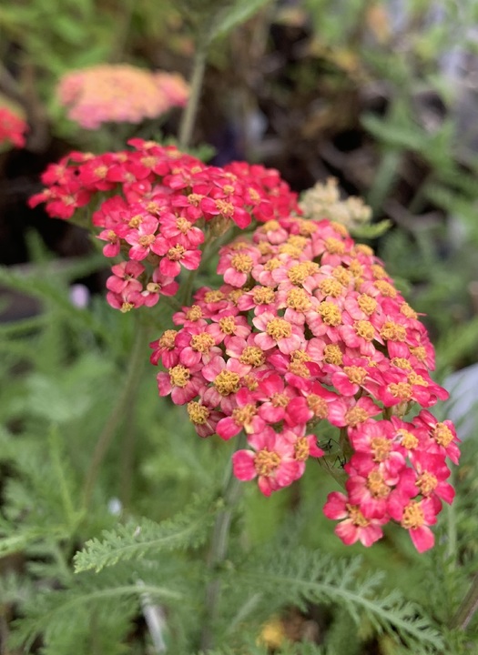 Achillea 'Paprika'