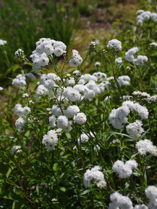 Achillea ptarmica 'The Pearl'