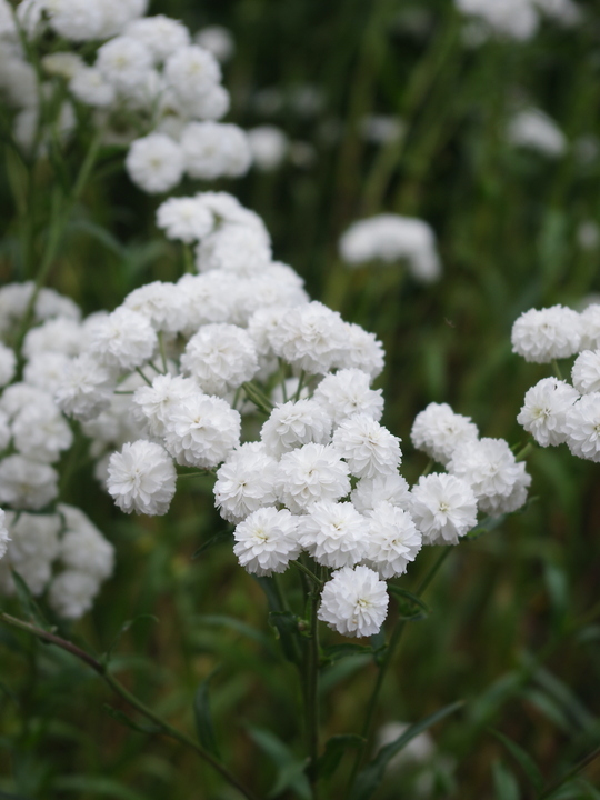 Achillea ptarmica 'The Pearl'
