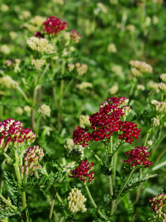 Achillea 'Summerwine'