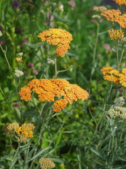 Achillea 'Terracotta'