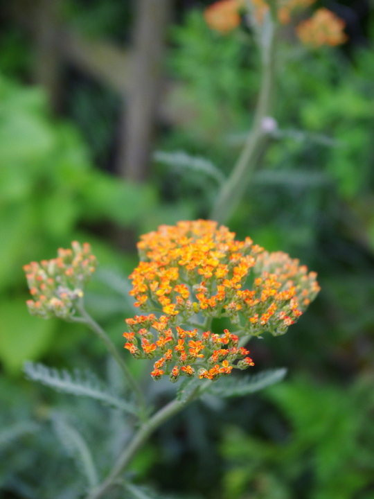 Achillea 'Terracotta'