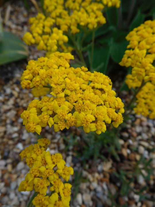 Achillea tomentosa 'Aurea'