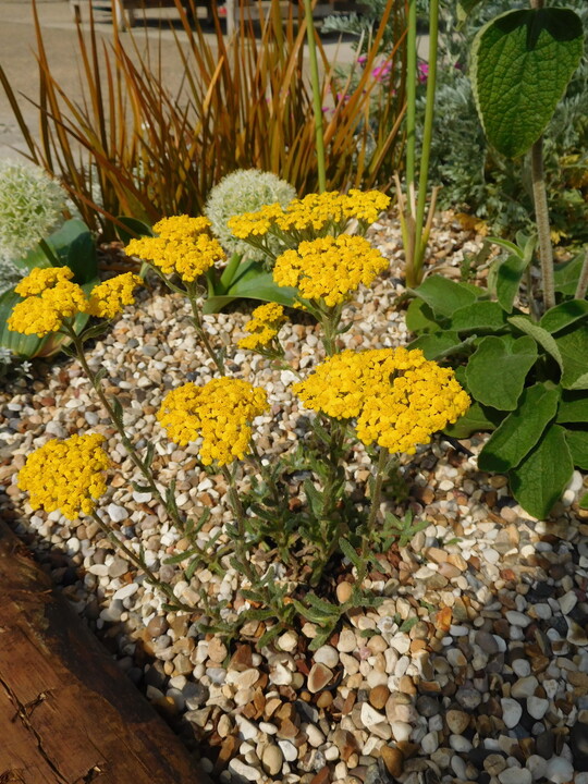 Achillea tomentosa 'Aurea'