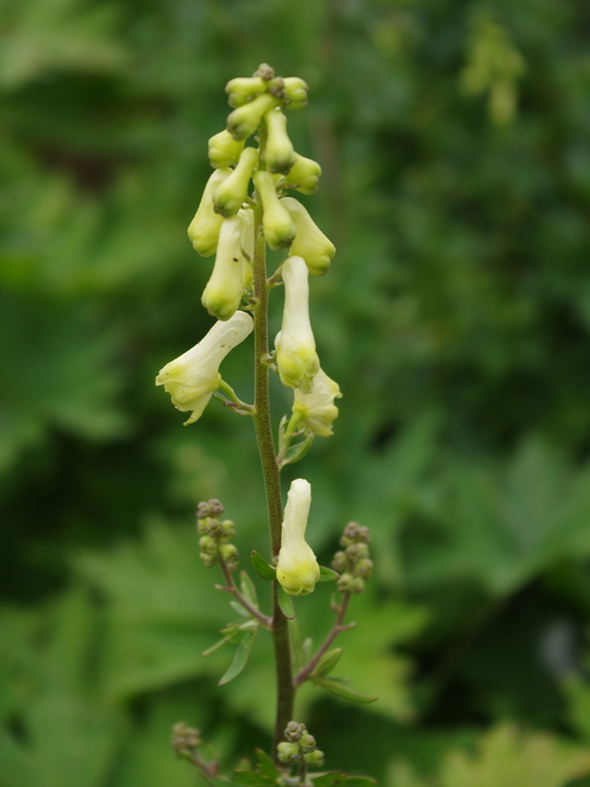 Aconitum lycoctonum subsp. vulparia