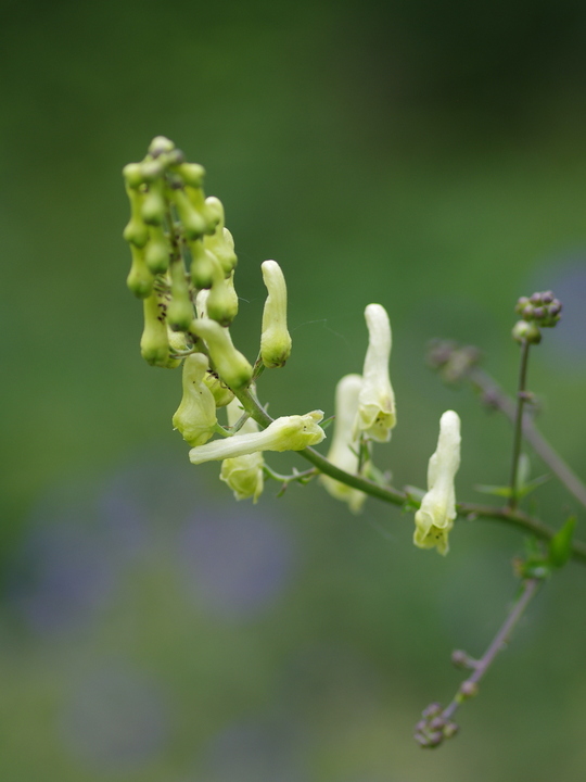Aconitum lycoctonum subsp. vulparia