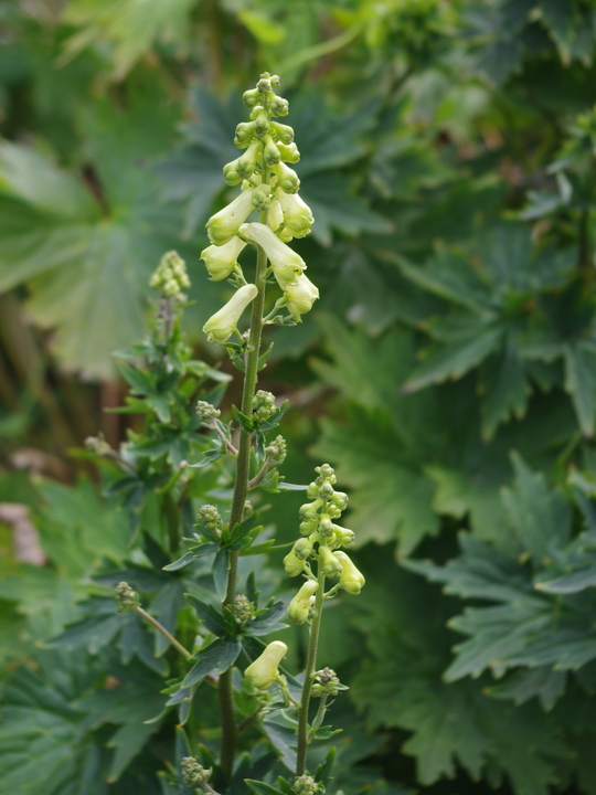 Aconitum lycoctonum subsp. vulparia