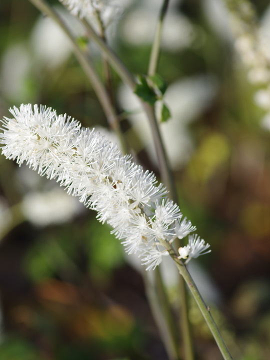 Actaea matsumurae 'Elstead Variety'