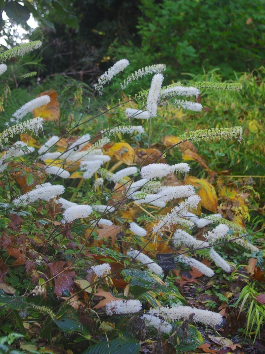 Actaea matsumurae 'Elstead Variety'