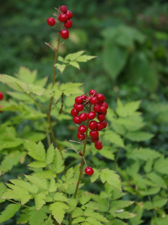 Actaea rubra