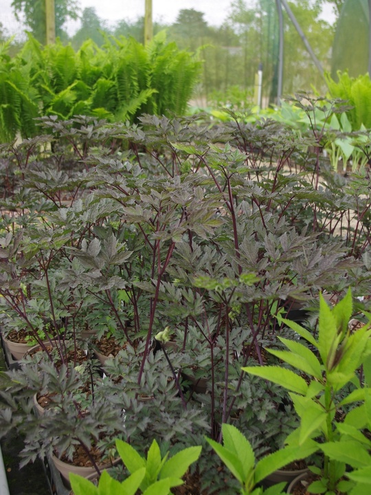 Actaea simplex (Atropurpurea Group) 'Hillside Black Beauty'