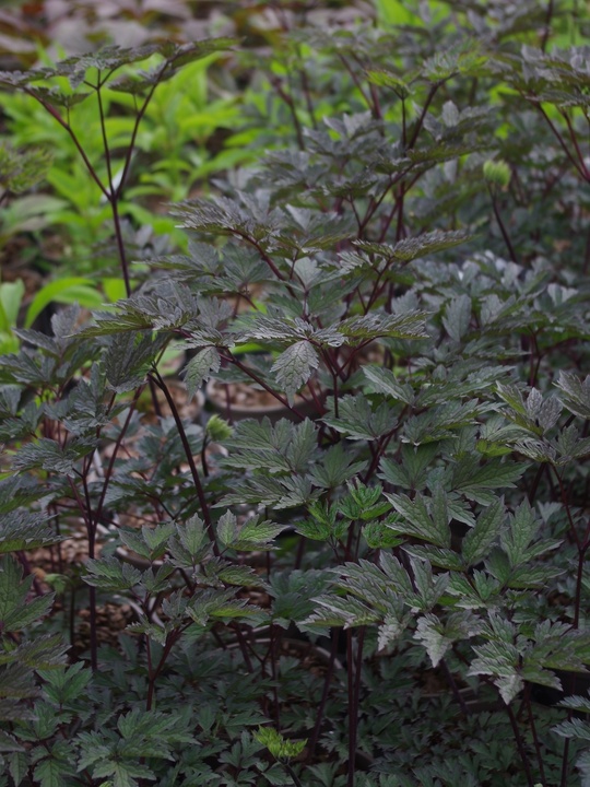 Actaea simplex (Atropurpurea Group) 'Hillside Black Beauty'
