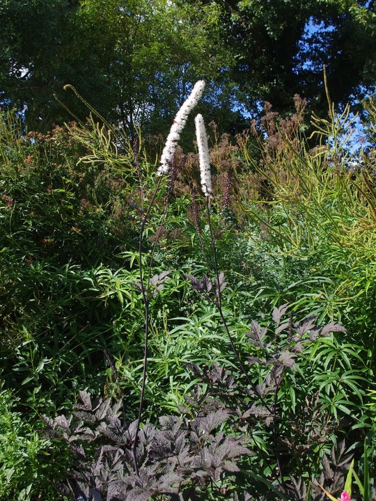 Actaea simplex (Atropurpurea Group) 'Hillside Black Beauty'