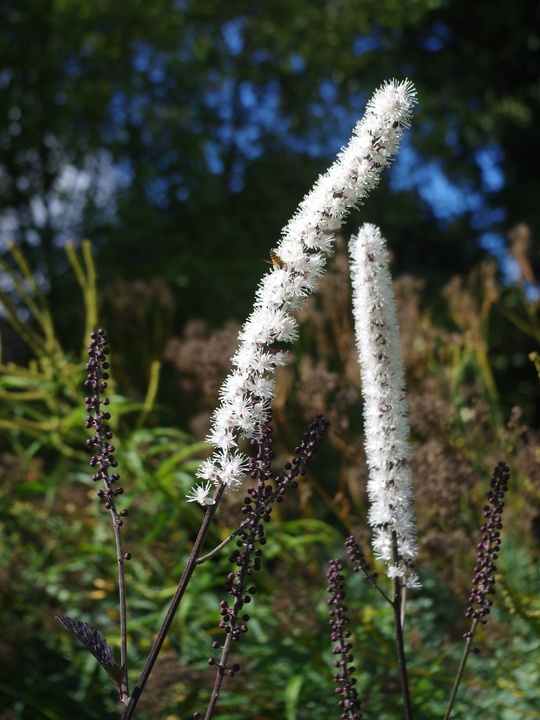 Actaea simplex (Atropurpurea Group) 'Hillside Black Beauty'
