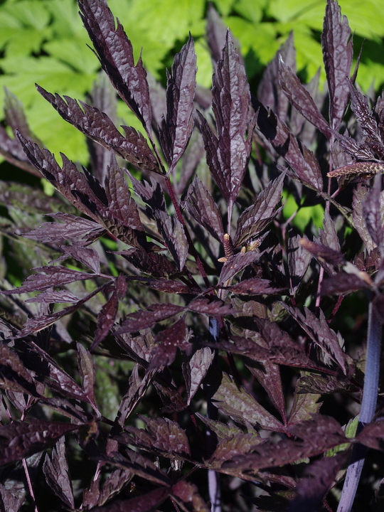 Actaea simplex 'James Compton'