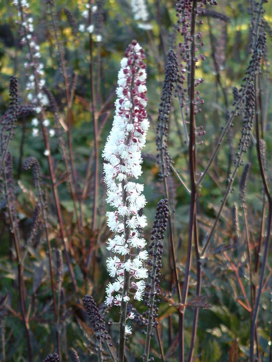 Actaea simplex 'James Compton'