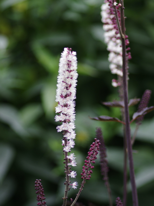 Actaea simplex 'James Compton'
