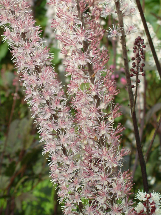 Actaea simplex 'Pink Spike'