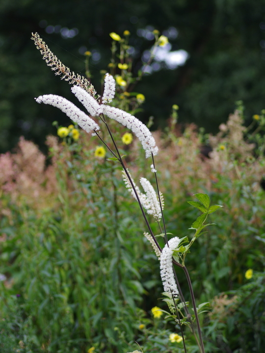 Actaea simplex 'Prichard's Giant'