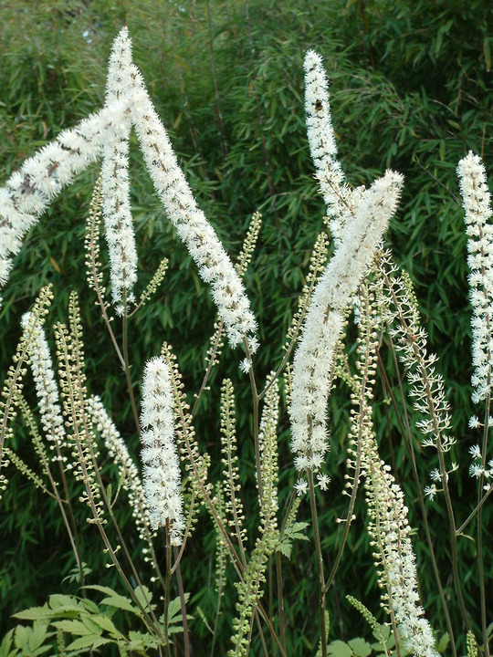 Actaea simplex 'Prichard's Giant'