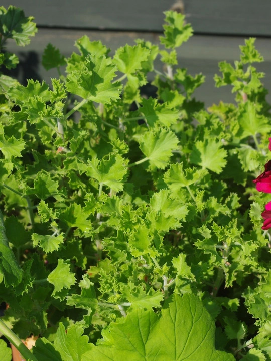 Pelargonium 'Cola Bottles'