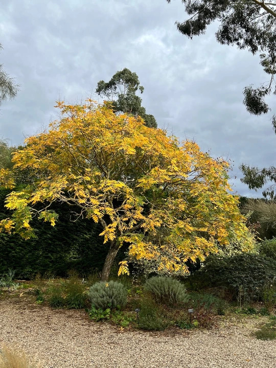 Koelreuteria paniculata
