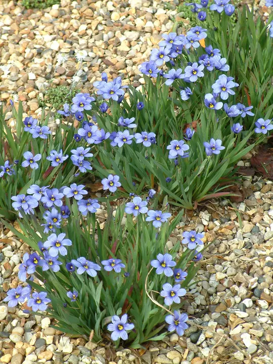 Sisyrinchium 'Californian Skies'