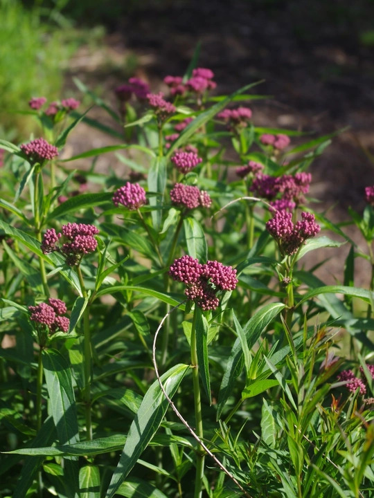 Asclepias incarnata